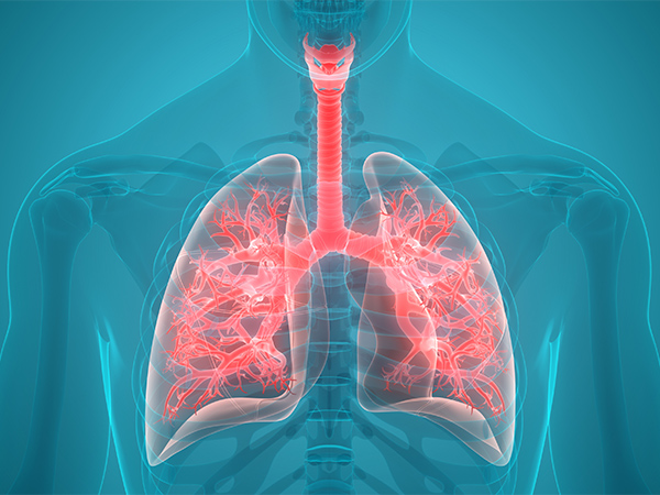 【画像】人間の呼吸器系の解剖イメージ